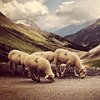 mouton.jpg